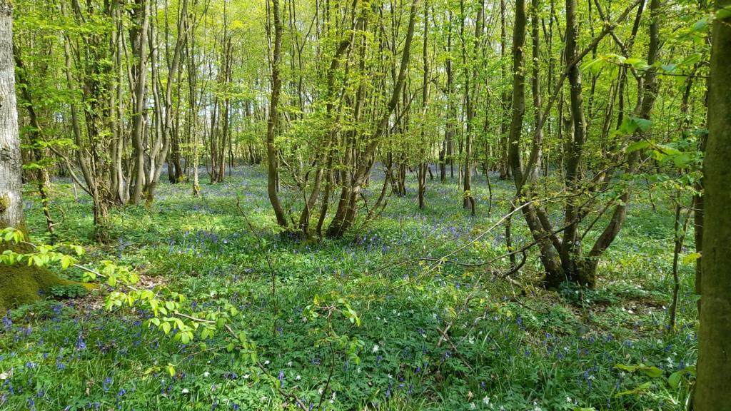 Lot: 136 - ALMOST THREE ACRES OF WOODLAND - General View. Historic photographs provided by Seller